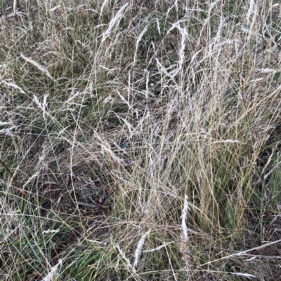 Rytidosperma (genus) (Wallaby Grass) at Belconnen, ACT - 7 Feb 2023 by JohnGiacon