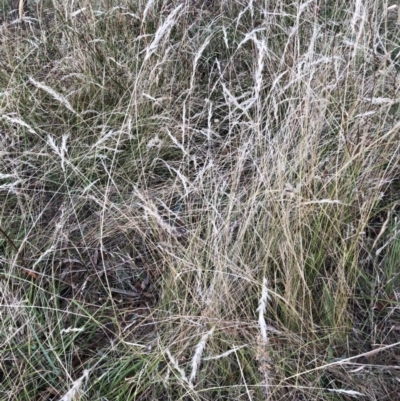 Rytidosperma sp. (Wallaby Grass) at Belconnen, ACT - 7 Feb 2023 by JohnGiacon