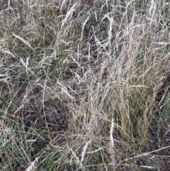 Rytidosperma sp. (Wallaby Grass) at Emu Creek - 7 Feb 2023 by JohnGiacon