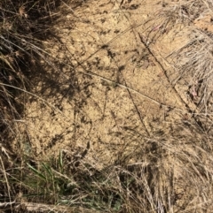 Iridomyrmex purpureus (Meat Ant) at Emu Creek - 6 Feb 2023 by JohnGiacon