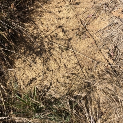 Iridomyrmex purpureus (Meat Ant) at Belconnen, ACT - 6 Feb 2023 by jgiacon