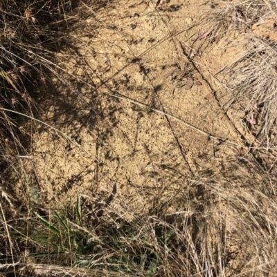 Iridomyrmex purpureus (Meat Ant) at Belconnen, ACT - 6 Feb 2023 by JohnGiacon