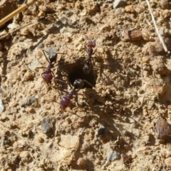 Iridomyrmex purpureus at Belconnen, ACT - 6 Feb 2023