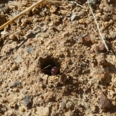 Iridomyrmex purpureus at Belconnen, ACT - 6 Feb 2023