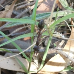 Myrmecia sp. (genus) (Bull ant or Jack Jumper) at Emu Creek - 6 Feb 2023 by JohnGiacon