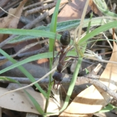 Myrmecia sp. (genus) (Bull ant or Jack Jumper) at Belconnen, ACT - 6 Feb 2023 by JohnGiacon