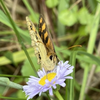 Heteronympha cordace (Bright-eyed Brown) at Namadgi National Park - 4 Feb 2023 by AJB