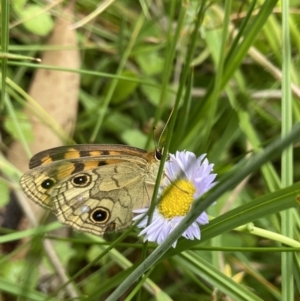Heteronympha cordace at Undefined Area - 4 Feb 2023