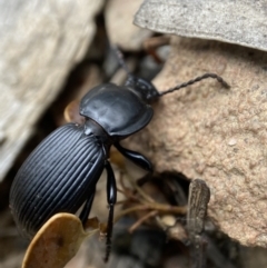 Cardiothorax monarensis (Darkling beetle) at Booth, ACT - 3 Feb 2023 by AJB