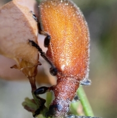 Ecnolagria grandis (Honeybrown beetle) at Booth, ACT - 3 Feb 2023 by AJB