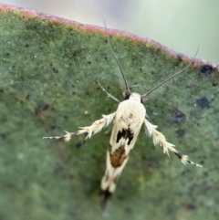 Stathmopoda melanochra (An Oecophorid moth (Eriococcus caterpillar)) at Mount Clear, ACT - 3 Feb 2023 by AJB