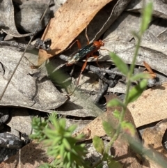 Lissopimpla excelsa (Orchid dupe wasp, Dusky-winged Ichneumonid) at Mount Clear, ACT - 3 Feb 2023 by AJB