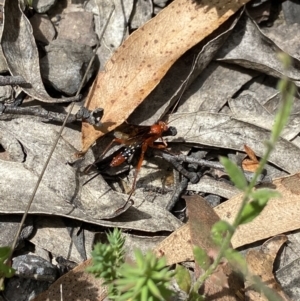 Lissopimpla excelsa at suppressed - 4 Feb 2023