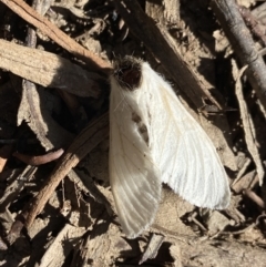 Trichiocercus sparshalli (Sparshall's Moth) at Namadgi National Park - 11 Jan 2023 by AJB