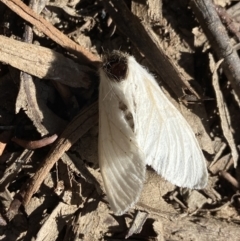 Trichiocercus sparshalli (Sparshall's Moth) at Cotter River, ACT - 11 Jan 2023 by AJB