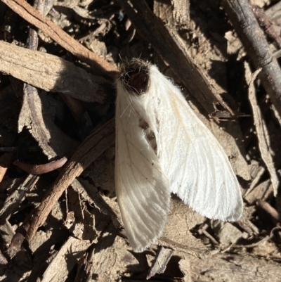 Trichiocercus sparshalli (Sparshall's Moth) at Cotter River, ACT - 12 Jan 2023 by AJB