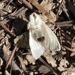 Trichiocercus sparshalli at Cotter River, ACT - 12 Jan 2023 08:48 AM