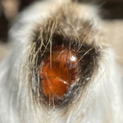 Trichiocercus sparshalli at Cotter River, ACT - 12 Jan 2023