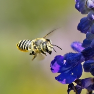 Megachile (Eutricharaea) macularis at Weston, ACT - 31 Jan 2023