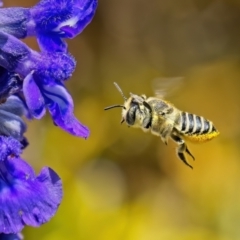 Megachile (Eutricharaea) macularis at Weston, ACT - 31 Jan 2023