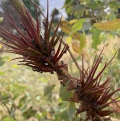 Terobiella sp. (genus) (A gall forming wasp) at Hackett, ACT - 6 Feb 2023 by cmobbs