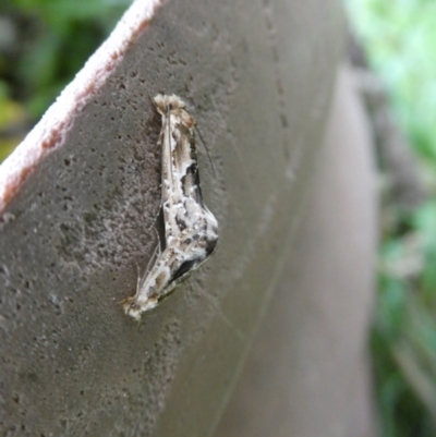 Moerarchis inconcisella (A tineid moth) at QPRC LGA - 6 Feb 2023 by arjay