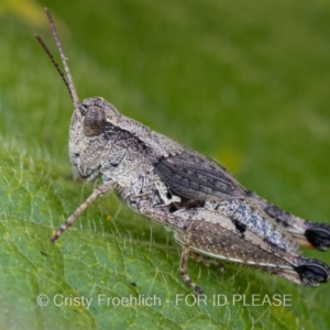 Phaulacridium vittatum at Bredbo, NSW - 13 Mar 2021