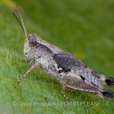 Phaulacridium vittatum (Wingless Grasshopper) at Bredbo, NSW - 13 Mar 2021 by Cristy1676