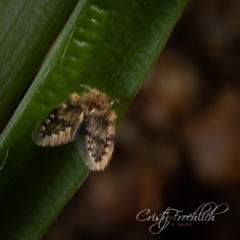 Psychodidae sp. (family) (Moth Fly, Drain Fly) at Holt, ACT - 29 Sep 2022 by Cristy1676