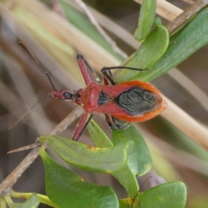 Gminatus australis at Queanbeyan West, NSW - 7 Feb 2023