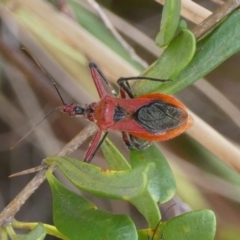 Gminatus australis (Orange assassin bug) at Bicentennial Park - 6 Feb 2023 by Paul4K
