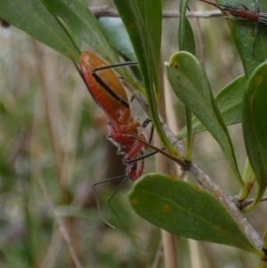 Gminatus australis at Queanbeyan West, NSW - 7 Feb 2023