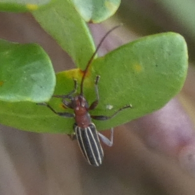 Syllitus rectus (Longhorn beetle) at Queanbeyan West, NSW - 7 Feb 2023 by Paul4K
