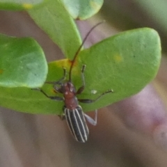 Syllitus rectus (Longhorn beetle) at QPRC LGA - 6 Feb 2023 by Paul4K