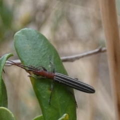 Syllitus rectus at Queanbeyan West, NSW - 7 Feb 2023