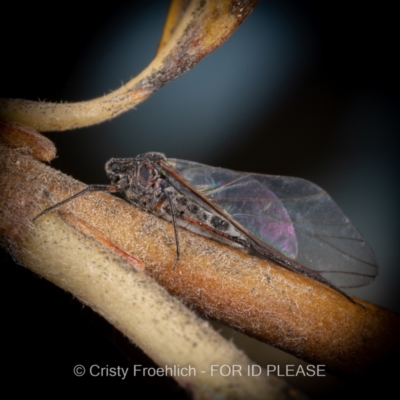 Tuberolachnus salignus (Giant willow aphid) at Mount Ainslie to Black Mountain - 30 May 2021 by Cristy1676