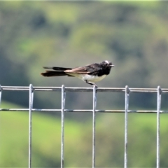 Rhipidura leucophrys (Willie Wagtail) at Jamberoo, NSW - 7 Feb 2023 by plants