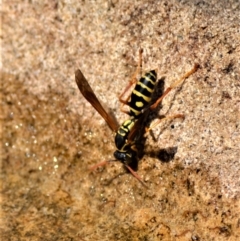 Unidentified Social or paper-nest wasp (Vespidae, Polistinae or Vespinae) at Jamberoo, NSW - 6 Feb 2023 by plants