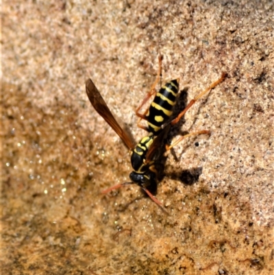 Unidentified Social or paper-nest wasp (Vespidae, Polistinae or Vespinae) at Jamberoo, NSW - 6 Feb 2023 by plants