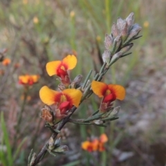 Dillwynia sericea (Egg And Bacon Peas) at Theodore, ACT - 15 Oct 2022 by MichaelBedingfield