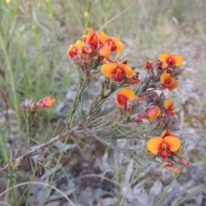 Dillwynia sericea at Theodore, ACT - 15 Oct 2022