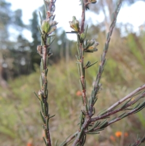 Dillwynia sericea at Theodore, ACT - 15 Oct 2022