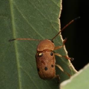 Cadmus excrementarius at Murrumbateman, NSW - 6 Feb 2023 06:47 PM