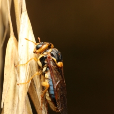 Xyloperga sp. (genus) (Sawfly, Spitfire) at Murrumbateman, NSW - 7 Feb 2023 by amiessmacro