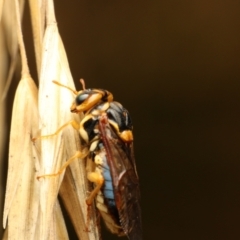 Unidentified True fly (Diptera) (TBC) at Murrumbateman, NSW - 7 Feb 2023 by amiessmacro