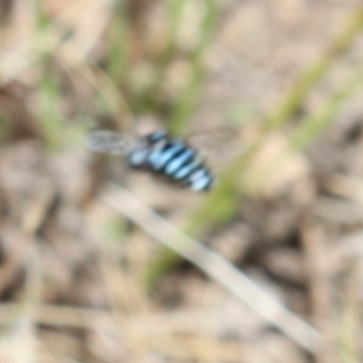 Thyreus nitidulus (Neon cuckoo bee) at Murrumbateman, NSW - 7 Feb 2023 by amiessmacro