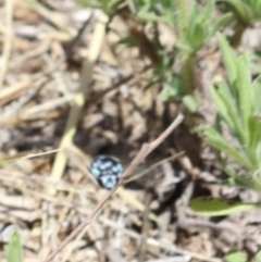 Thyreus nitidulus at Murrumbateman, NSW - 7 Feb 2023