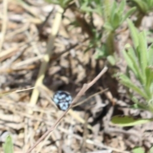 Thyreus nitidulus at Murrumbateman, NSW - 7 Feb 2023 11:55 AM