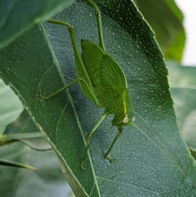 Caedicia simplex (Common Garden Katydid) at Melba, ACT - 3 Feb 2023 by chriselidie