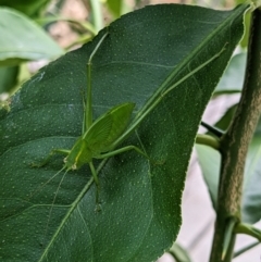 Caedicia simplex at Melba, ACT - 3 Feb 2023